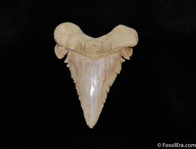 Fossil Palaeocarcharodon Tooth - Stunning Color #240